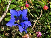 18 Gentiana acaulis (Genziana di Koch)